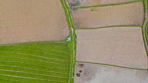 Top down 4k video of paddy rice field with a farmer in Sumatra, Indonesia. Stock Footage 254938746