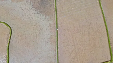 Top down 4k video of paddy rice field with a farmer in Sumatra, Indonesia. Stock Footage 254938964