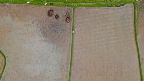 Top down 4k video of paddy rice field with a farmer in Sumatra, Indonesia. Stock Footage 254939414