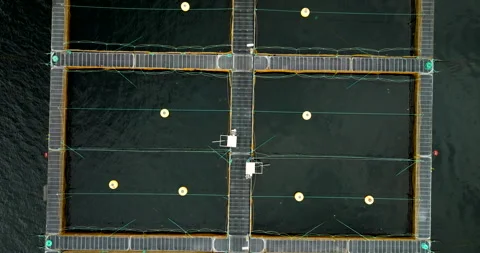 Top down abstract aerial view over square marine pens of halibut fish farm Stock Footage 318443379