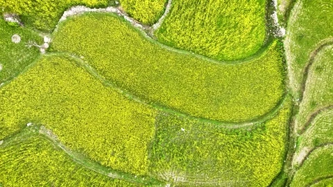 Top-down abstract view of vibrant spring harvest in Mustard farms of Kashmir Видео 333795334