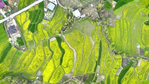Top-down abstract view of vibrant spring harvest in mustard Farms kashmir 库存影片 333795385