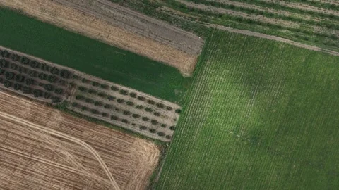 Top Down Aerial 4K Drone View of Agricultural Fields, Orchard and Dry Land Видео 341530234