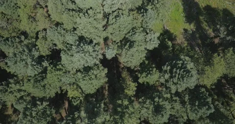 Top down aerial above pine tree tops and grassy meadow in forest in Colorado Stock Footage 221526235
