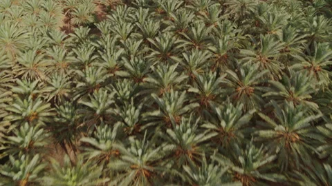 Top down aerial, across palms. Reveal of mountain and desert. 4K. Saudi Arabia Stock Footage 196827077