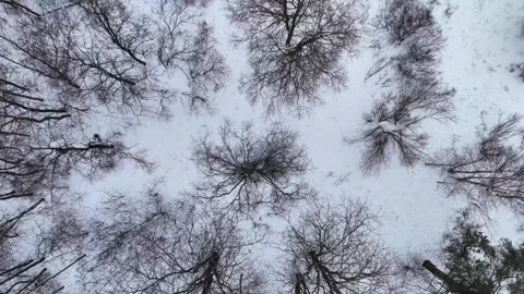 Top Down Aerial of Bare Winter Trees on Snow Stock Footage 329895897