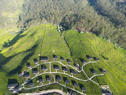 Top Down Aerial of Cabin Rows Across Green Tea Plantation Stock Photos