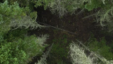 Top Down Aerial of Dense Forest Canopy with Lichen Covered Trees Vidéo 336947752