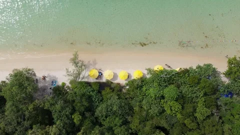 Top Down Aerial of Dense Jungle Forest and Starfish Beach Vídeos de archivo 337935686