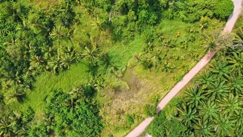 Top down aerial dense tropical jungle palm trees Phuket southern Thailand Stock Footage 331478033