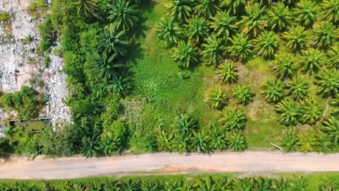 Top down aerial dense tropical jungle palm trees Phuket southern Thailand 스톡 동영상 331478047