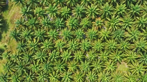 Top down aerial dense tropical jungle palm trees Phuket southern Thailand Vidéo 331478049