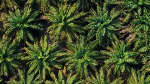Top down aerial dense tropical jungle palm trees Phuket southern Thailand Vidéo 331478050