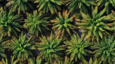 Top down aerial dense tropical jungle palm trees Phuket southern Thailand Video stock 331478089