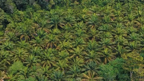 Top down aerial dense tropical jungle palm trees Phuket Thailand Stock-Footage 331478148
