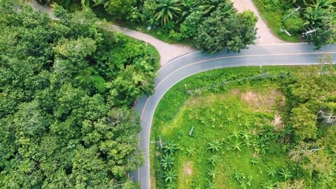 Top down aerial dense tropical jungle palm trees Phuket Thailand Video stock 331478154