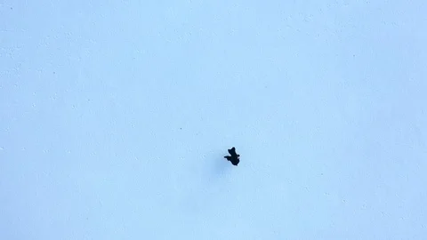 Top down aerial drone flight over men running on the snow. Stock Footage 130045927