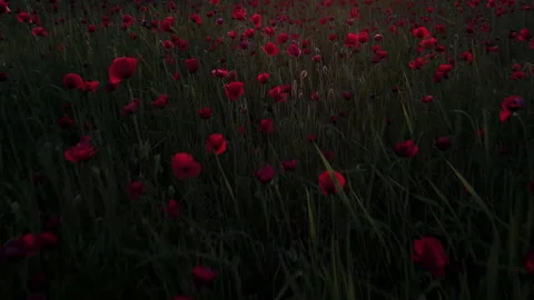 Top-Down Aerial Drone Flight Over Dark Poppy Field at Night Stock Footage 324966954