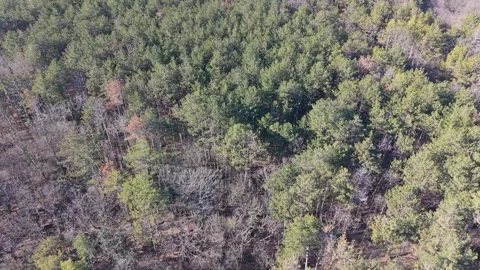 Top down aerial drone flight over dense green forest canopy Stock Footage 328006027