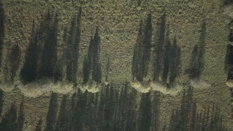 Top down aerial drone flying sideways over tree line casting shadows Sweden Stock Footage 325082585