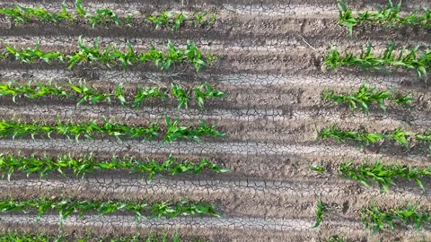 Top down aerial drone flying over a growing corn crop field Stock Footage 336006128