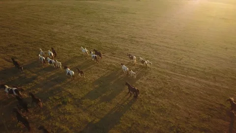 Top down aerial drone image of horses in a field during sunset. Stock Footage 91230325