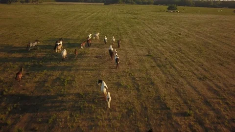 Top down aerial drone image of horses in a field during sunset. Vídeos de archivo 91230707