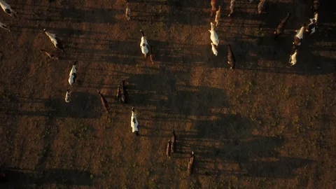 Top down aerial drone image of horses in a field during sunset. Video stock 91230835