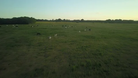 Top down aerial drone image of horses in a field during sunset. 스톡 동영상 91238043