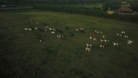 Top down aerial drone image of horses in a field during sunset. 動画素材 91238085