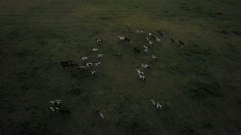 Top down aerial drone image of horses in a field during sunset. Stock-Footage 91238120