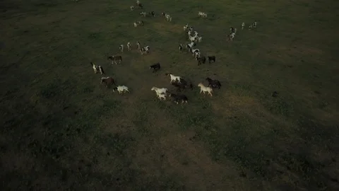 Top down aerial drone image of horses  during a golden hour sunset. 스톡 동영상 91238289