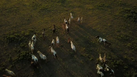 Top down aerial drone image of horses  during a golden hour sunset. 動画素材 91238344