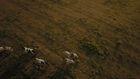 Top down aerial drone image of horses  during a golden hour sunset. Vídeos de archivo 91238409