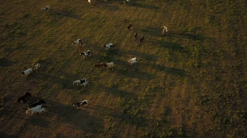 Top down aerial drone image of horses  during a golden hour sunset. Видео 91238451
