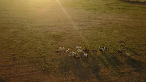 Top down aerial drone image of horses  during a golden hour sunset. Vidéo 91238533