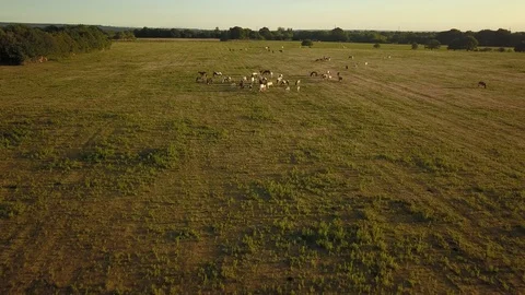 Top down aerial drone image of horses  during a golden hour sunset. 스톡 동영상 91238586