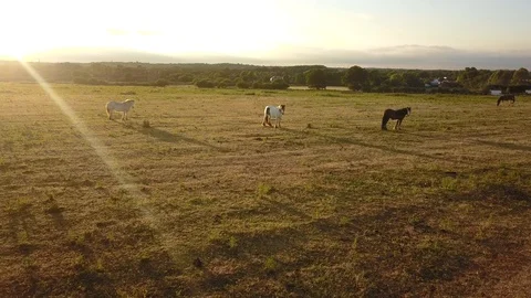 Top down aerial drone image of horses  during a golden hour sunset. 스톡 동영상 91238607