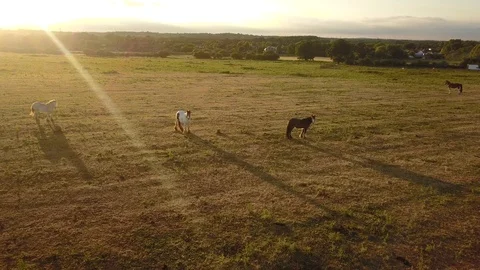 Top down aerial drone image of horses  during a golden hour sunset. Stockbeeldmateriaal 91238715