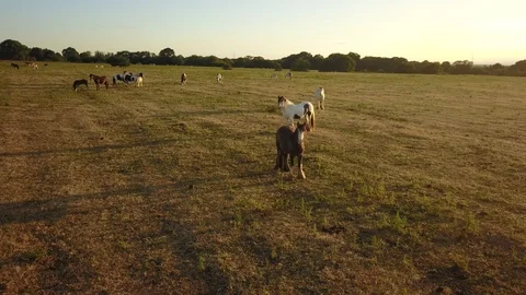 Top down aerial drone image of horses  during a golden hour sunset. Stockbeeldmateriaal 91238785