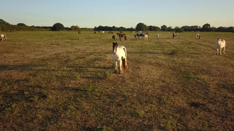 Top down aerial drone image of horses  during a golden hour sunset. 库存影片 91238922