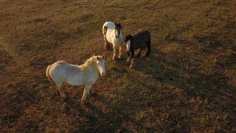 Top down aerial drone image of horses  during a golden hour sunset. Stock Footage 91238987