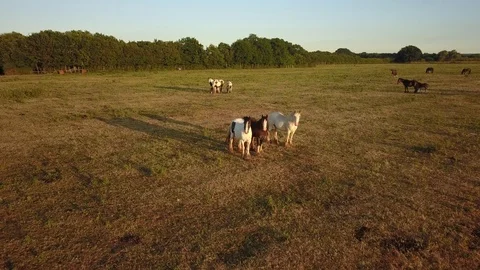 Top down aerial drone image of horses  during a golden hour sunset. Video stock 91239064