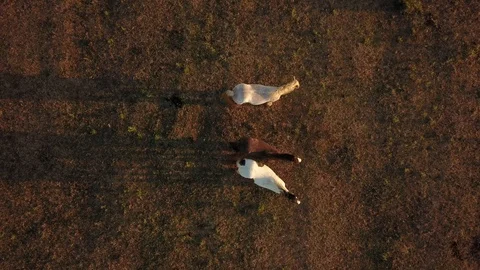 Top down aerial drone image of horses  during a golden hour sunset. Stock-Footage 91239134