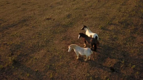 Top down aerial drone image of horses  during a golden hour sunset. 動画素材 91239241