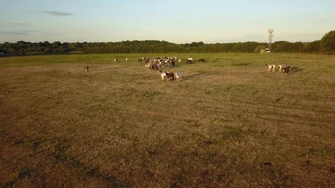 Top down aerial drone image of horses  during a golden hour sunset. Vidéo 91239322