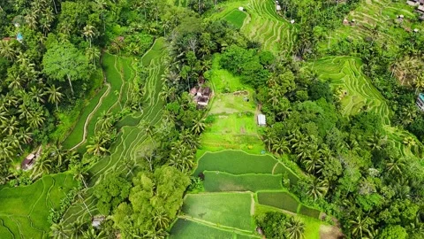 Top-down aerial drone rising over green rice terraces in Bali – 4K Video stock 325022328