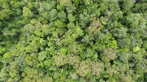 Top Down Aerial Drone Shot of Tropical Jungle Stock Footage 168513702