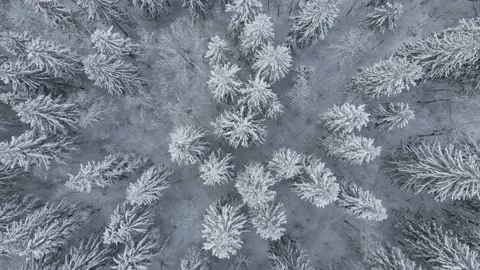 Top Down Aerial Drone Shot Of Snowy Trees In Winter Video stock 238087546