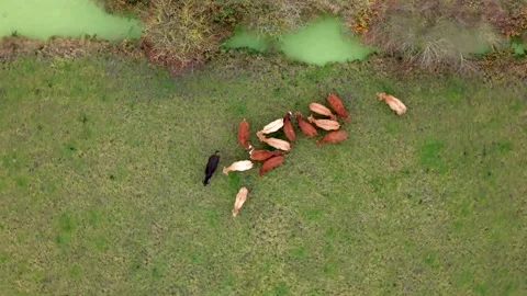 Top Down Aerial Drone Shot of Cows in Green Pasture Video stock 324109375